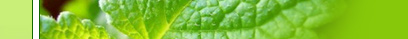 basil essential oil india, basil essential oil from india
